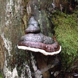 Red-belted Polypore