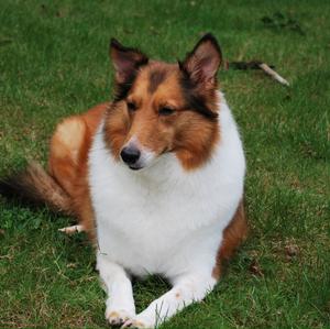 Shetland Sheepdog