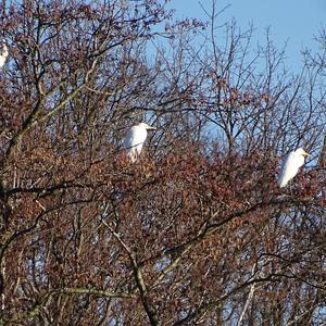 Great Egret