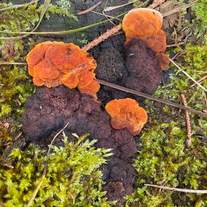 Cinnabar-red Polypore