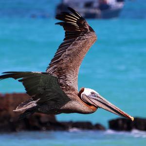 Brown Pelican