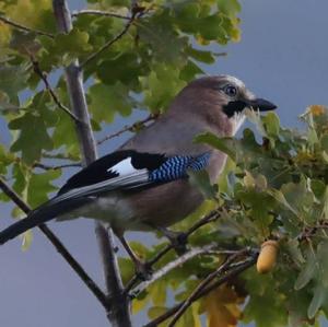 Eurasian Jay