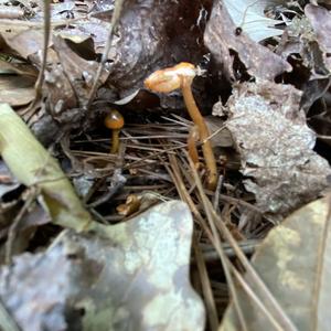 Unknown Species
