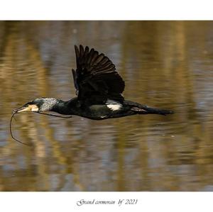 Great Cormorant