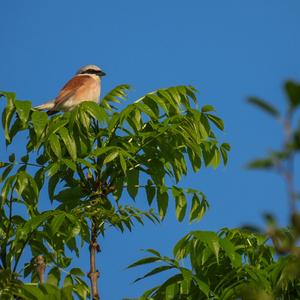 Red-backed Shrike