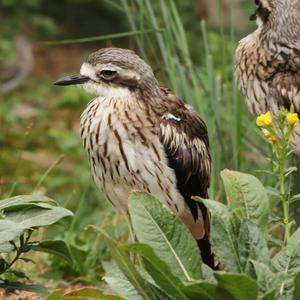 Bush Thick-knee