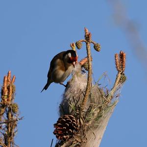 European Goldfinch