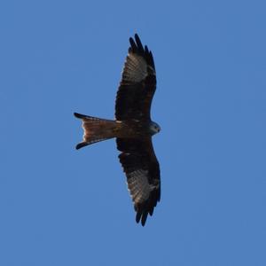 Red Kite