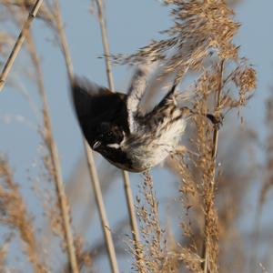 Reed Bunting