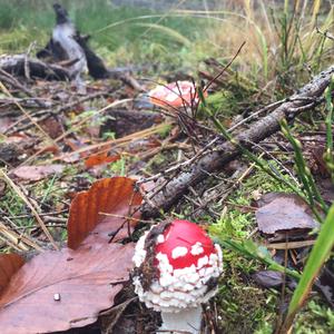 Fly Agaric