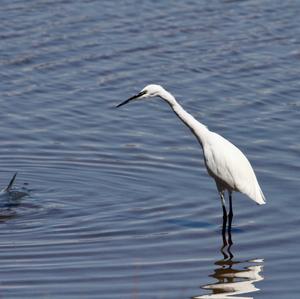 Little Egret