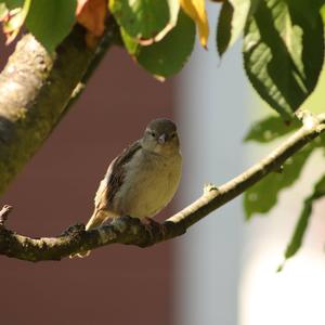 House Sparrow