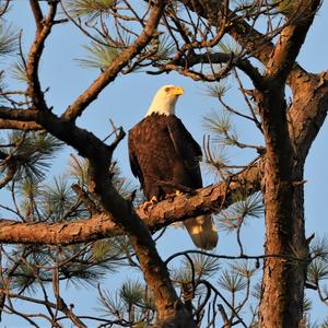 Bald Eagle