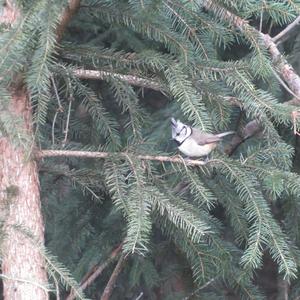 Crested Tit