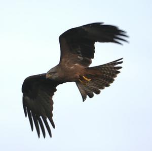 Black Kite