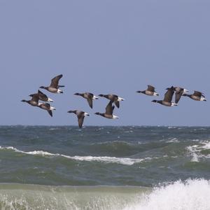 Brent Goose