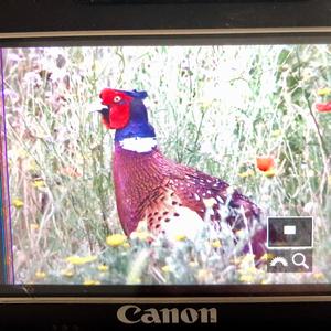 Common Pheasant