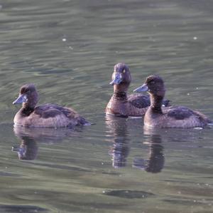 Tufted Duck