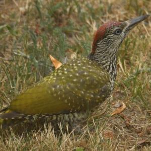 Eurasian Green Woodpecker