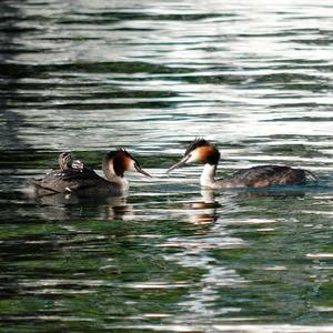 Great Crested Grebe