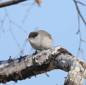 Blackcap