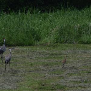 Common Crane