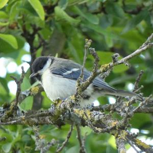 Great Tit