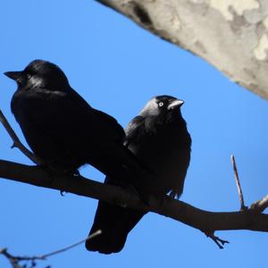 Eurasian Jackdaw