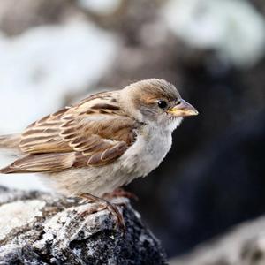 House Sparrow