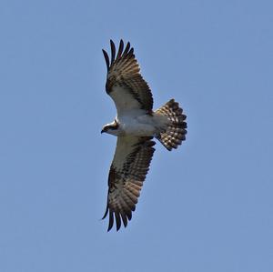 Osprey