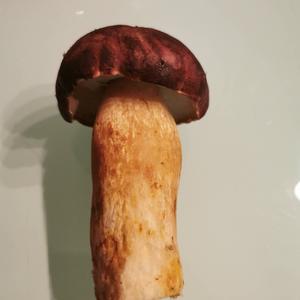 Unbekannte Art