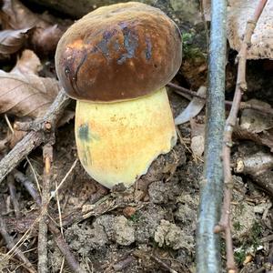 Dotted-stem Bolete