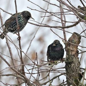 Common Starling