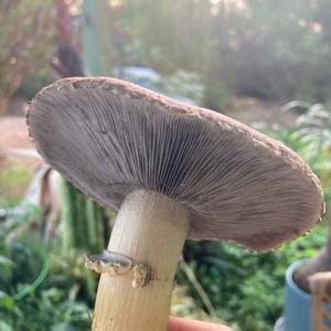 Wine-cap Stropharia