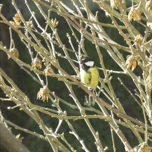 Great Tit