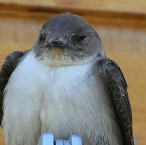 Eurasian Crag-martin