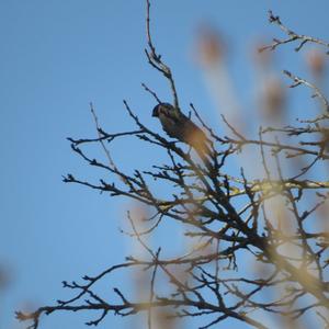 Eurasian Bullfinch