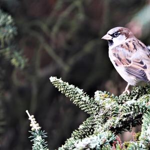 House Sparrow