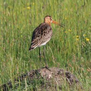 Black-tailed Godwit