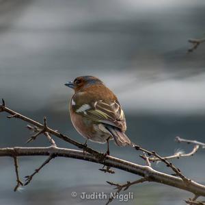 Eurasian Chaffinch