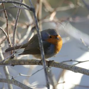 European Robin