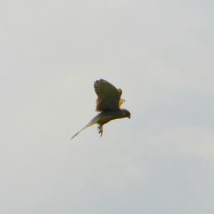 Common Kestrel