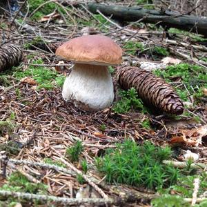 Summer Bolete