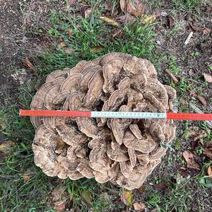 Black-staining Polypore