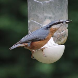 Wood Nuthatch