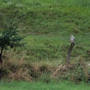 Common Buzzard