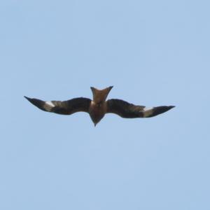 Red Kite