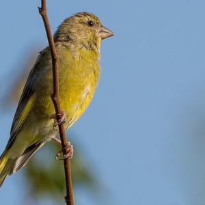 European Greenfinch