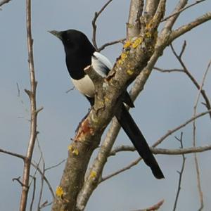 Black-billed Magpie