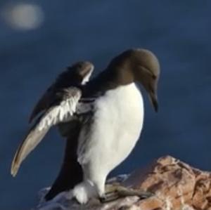 Common Guillemot